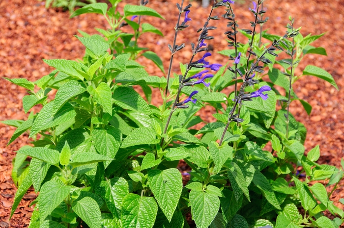 Black and Bloom Salvia - Salvia guarantica 'Black and Bloom' from Gateway Garden Center