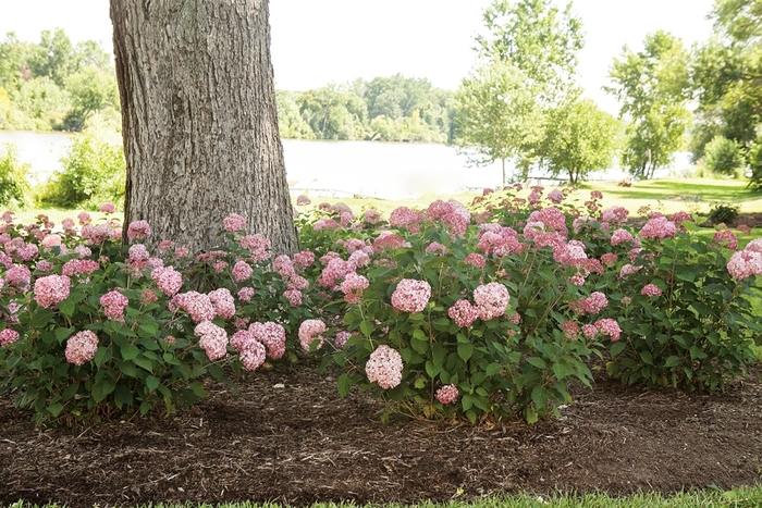 Invincibelle® Spirit II - Hydrangea arborescens from Gateway Garden Center