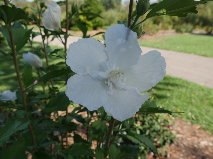 White Pillar® - Hibiscus syriacus from Gateway Garden Center