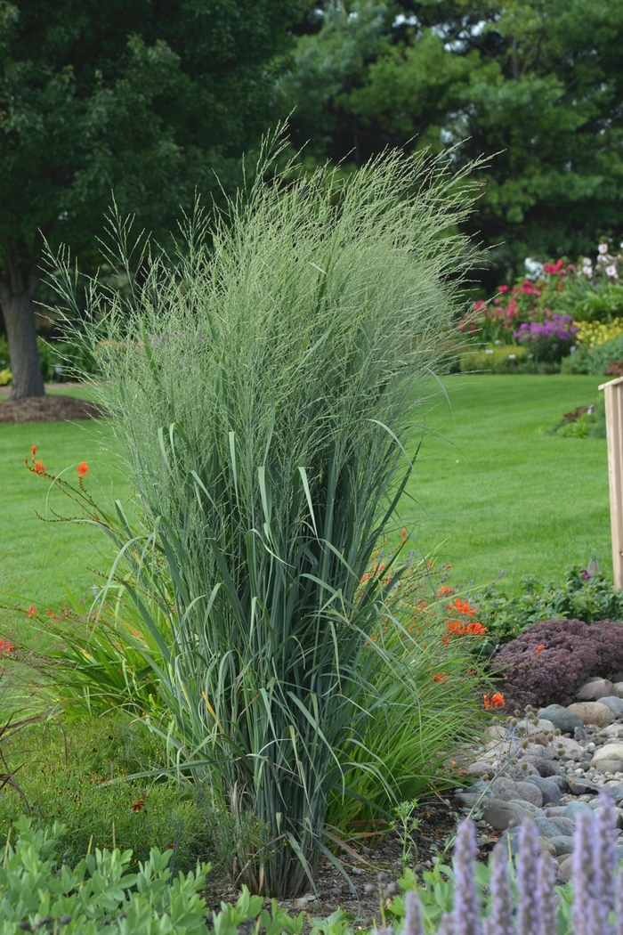 Prairie Winds® 'Totem Pole' - Panicum virgatum from Gateway Garden Center
