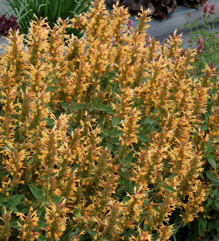 Hummingbird Mint 'Kudos™ Gold' - Agastache 'Kudos™ Gold' from Gateway Garden Center