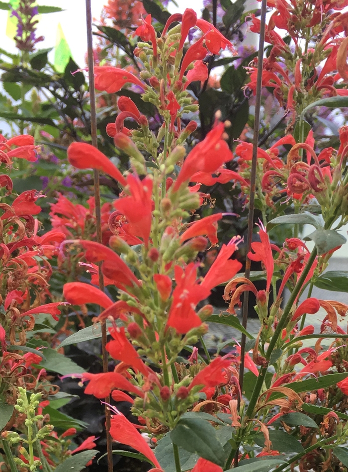 Kudos™ Red Hummingbird Mint - Agastache 'Kudos™ Red' from Gateway Garden Center