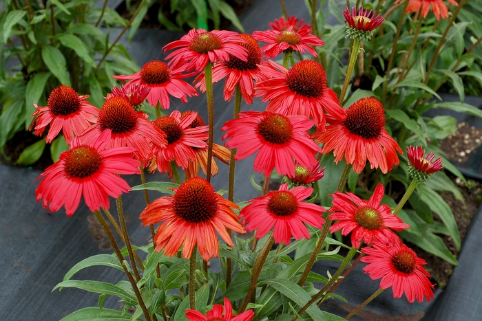Coneflower Kismet™ 'Red' - Echinacea Kismet™ 'Red' from Gateway Garden Center