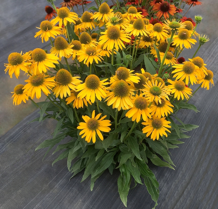 Coneflower Kismet™ 'Yellow' - Echinacea Kismet™ 'Yellow' from Gateway Garden Center