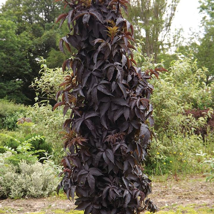 Black Tower Elderberry - Sambucus nigra 'Black Tower' from Gateway Garden Center