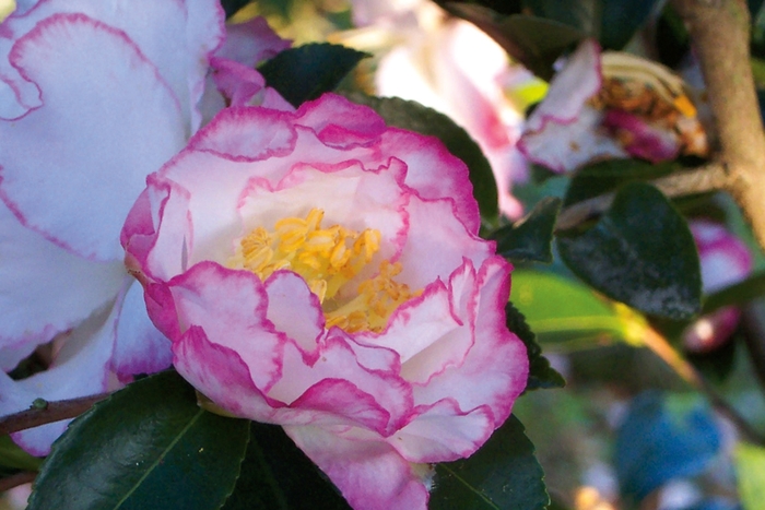 October Magic® Inspiration™ Camellia - Camellia sasanqua from Gateway Garden Center