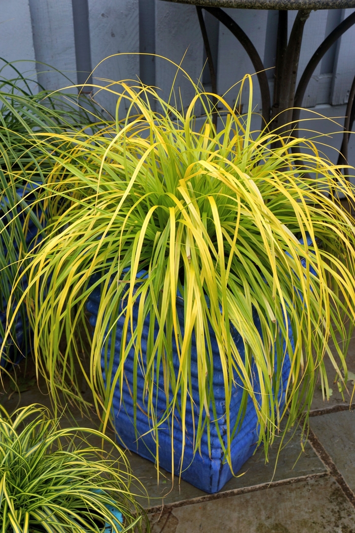 Japanese Sedge 'Everillo' - Carex EverColor® 'Everillo' from Gateway Garden Center