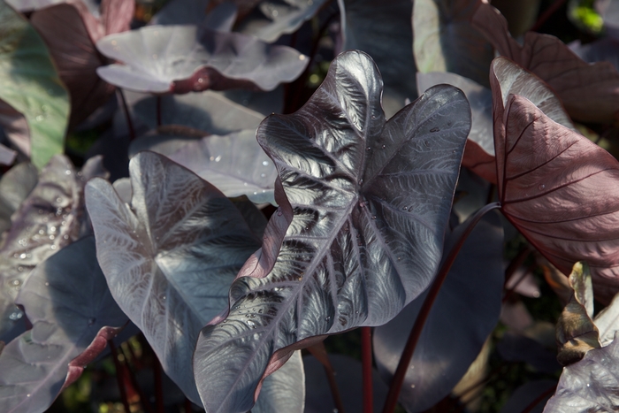 Colocasia - Colocasia 'Black Ripple' from Gateway Garden Center