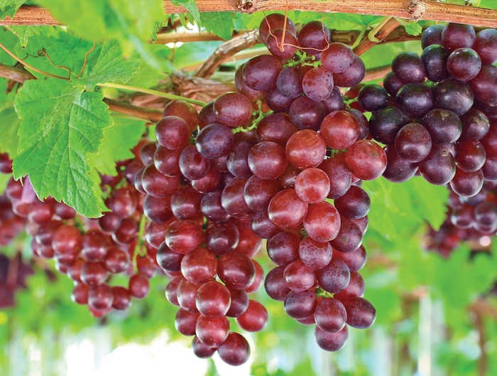 Grape - Vitis vinifera 'Catawba' from Gateway Garden Center