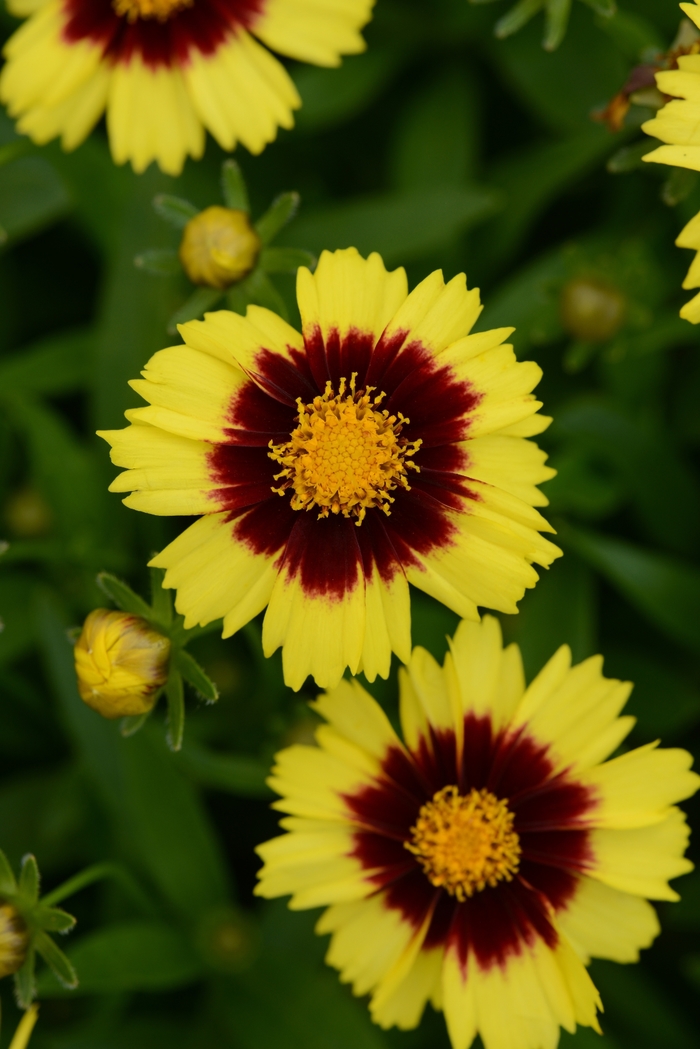 UpTick™ Yellow and Red Tickseed - Coreopsis UpTick™ 'Yellow & Red' from Gateway Garden Center