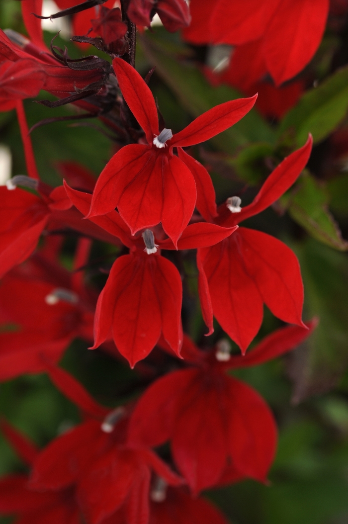 Starship Scarlet Cardinal Flower - Lobelia x speciosa 'Starship Scarlet' from Gateway Garden Center