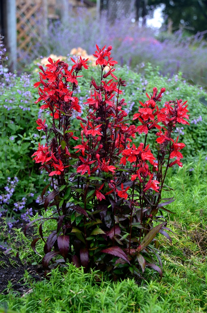 Cardinal Flower - Lobelia speciosa 'Vulcan Red' from Gateway Garden Center