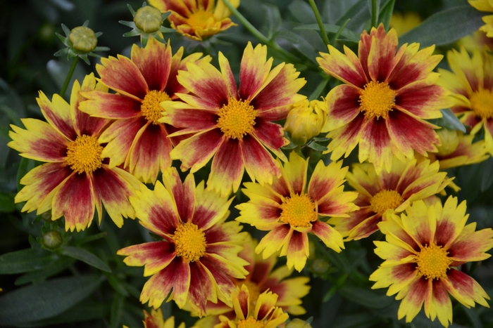 Enchanted Eve Lil Bang™ Tickseed - Coreopsis 'Enchanted Eve' from Gateway Garden Center