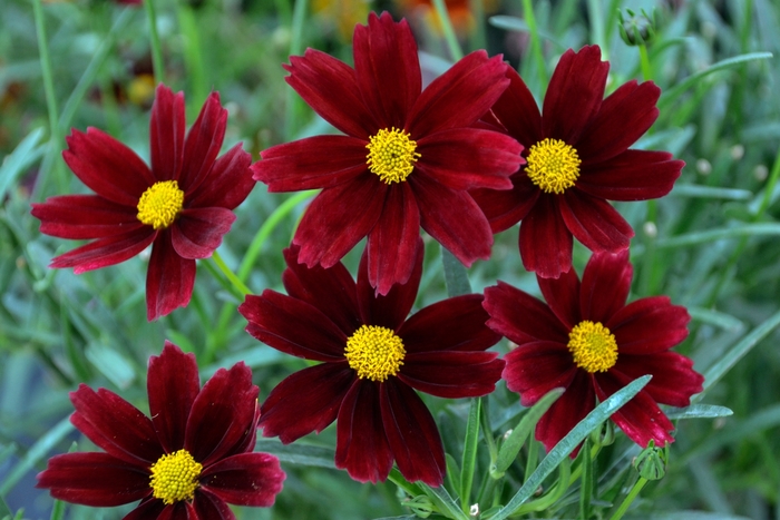 L'il Bang™ Coreopsis - Coreopsis 'Red Elf' from Gateway Garden Center