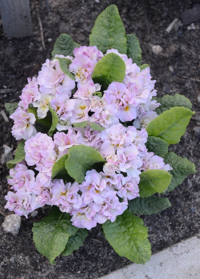 Primrose Belarina® 'Pink Ice' - Primula vulgaris 'Pink Ice' from Gateway Garden Center