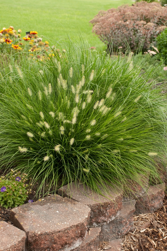 Mini Fountain Grass 'Little Bunny' - Pennisetum alopecuroides 'Little Bunny' from Gateway Garden Center