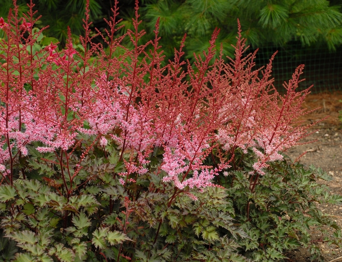 Delft Lace Astilbe - Astilbe 'Delft Lace' from Gateway Garden Center