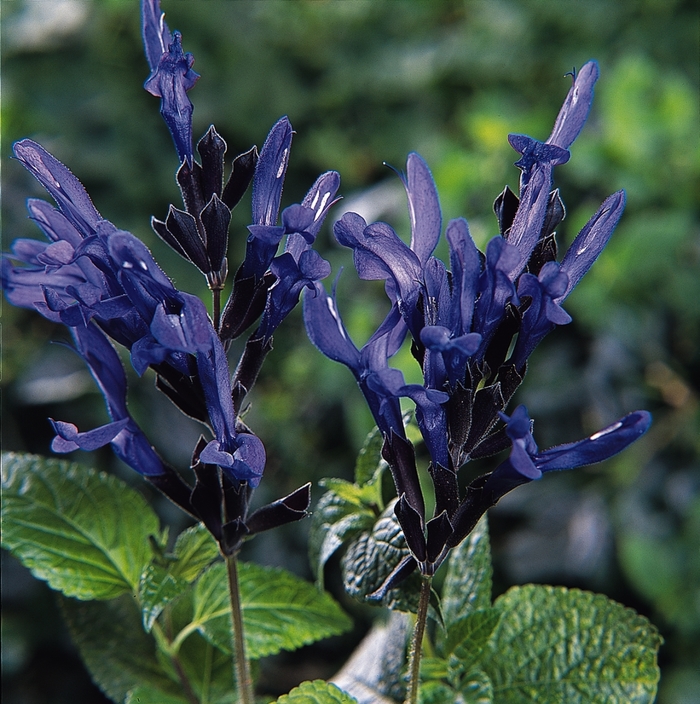 Salvia guaranitica - 'Black and Blue' from Gateway Garden Center