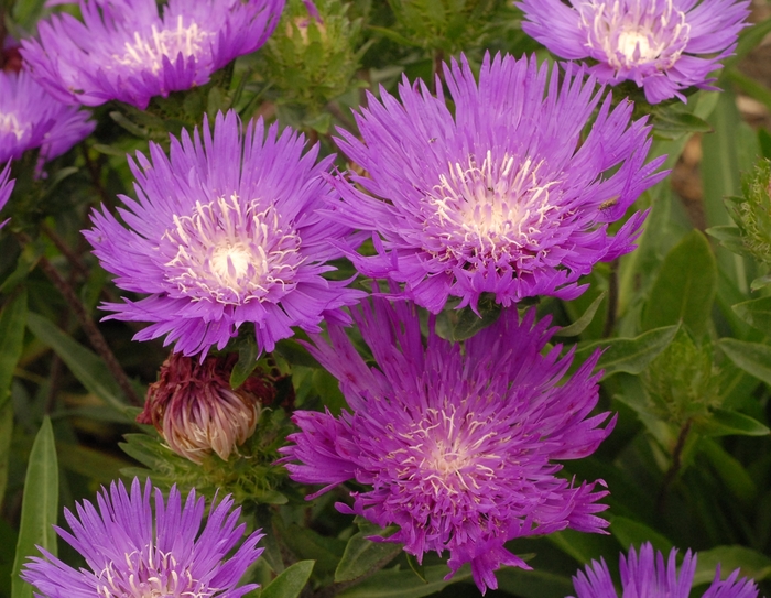 Stokes Aster - Stokesia laevis 'Honeysong Purple' from Gateway Garden Center