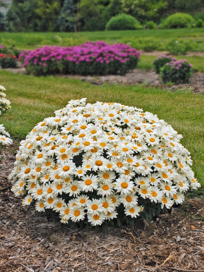 Shasta Daisy 'Whoops-a-Daisy' - Leucanthemum superbum 'Whoops-a-Daisy' from Gateway Garden Center