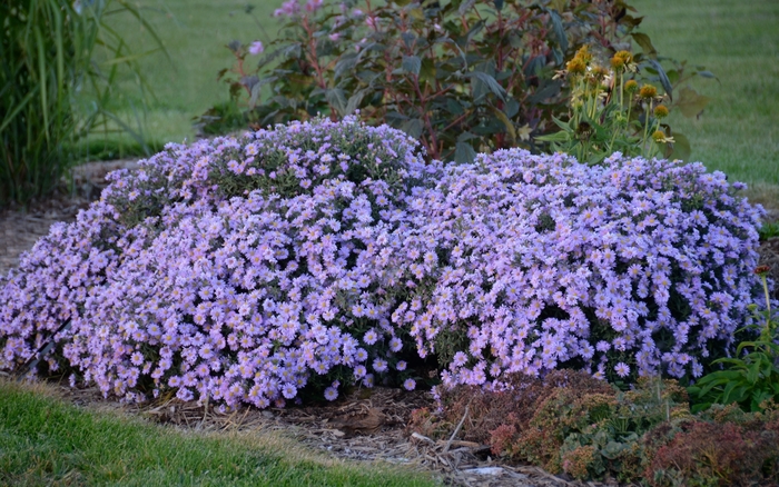 Aster 'Kickin Lavender' - Symphyotrichum Novae-angliae from Gateway Garden Center