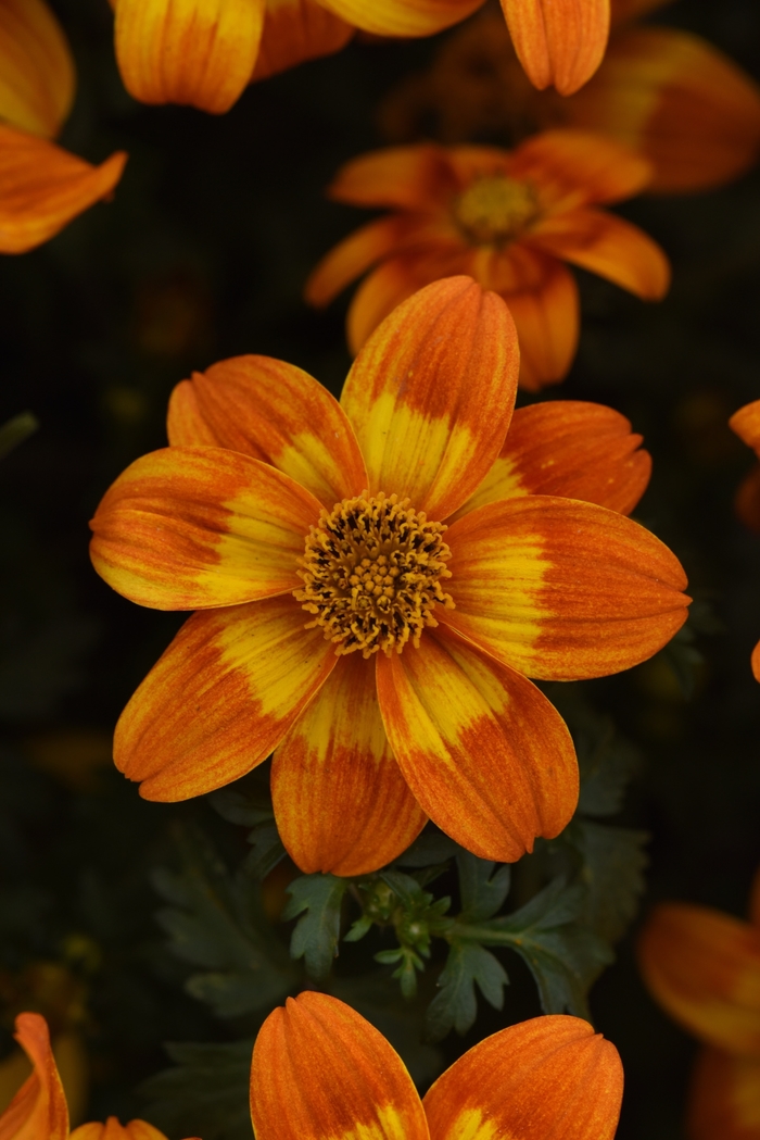 Bidens - Bidens 'Bee Happy Orange' from Gateway Garden Center