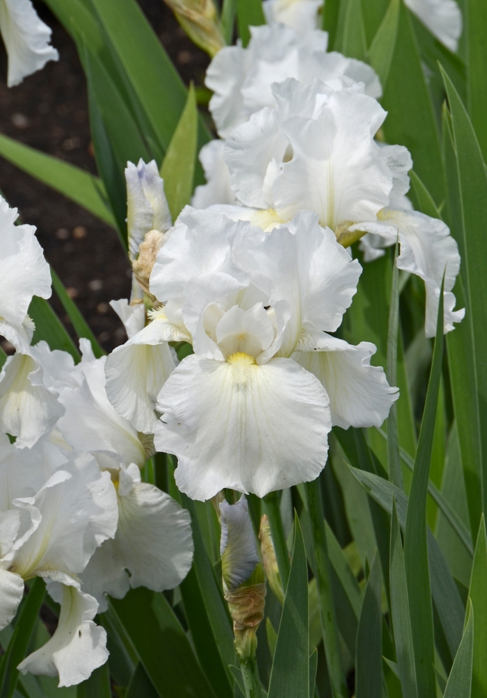 Immortality Bearded Iris - Iris x germanica 'Immortality' from Gateway Garden Center