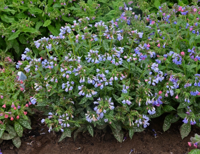 Lungwort 'Twinkle Toes' - Pulmonaria 'Twinkle Toes' from Gateway Garden Center