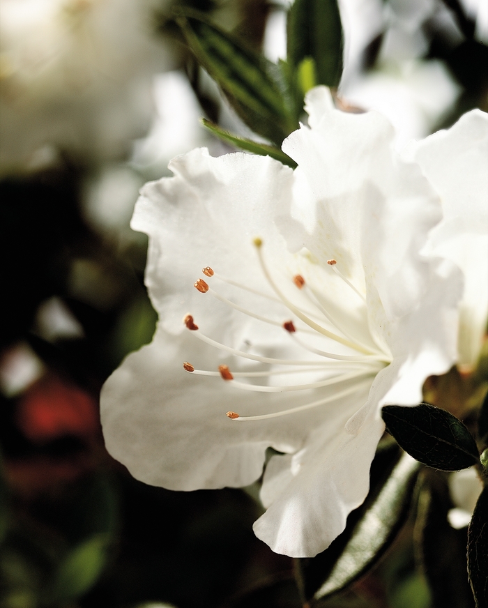  Encore® Autumn Angel® - Rhododendron hybrid from Gateway Garden Center