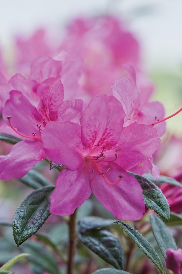 Encore® 'Autumn Amethyst®' - Rhododendron (Azalea) from Gateway Garden Center