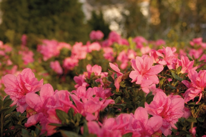Encore® Autumn Empress™ - Rhododendron 'Conleb' PP12109 from Gateway Garden Center