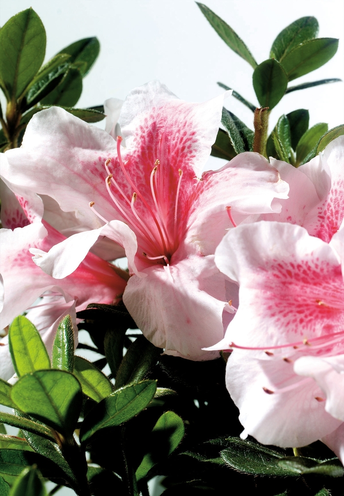 Encore® Autumn Chiffon™ - Rhododendron 'Robled' PP15862 from Gateway Garden Center