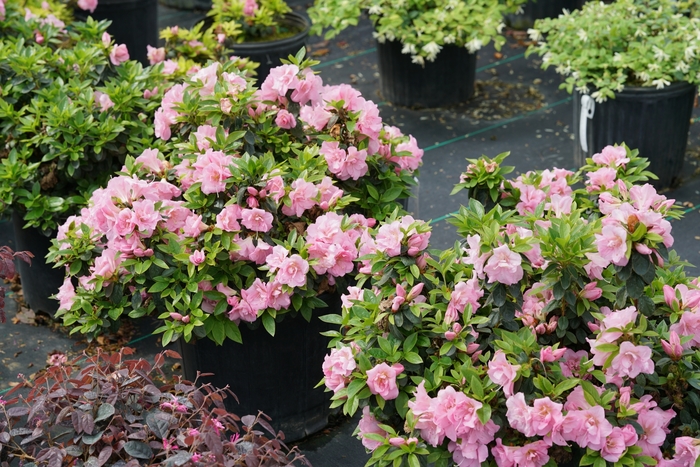 Perfecto Mundo® Double Pink - Rhododendron x from Gateway Garden Center