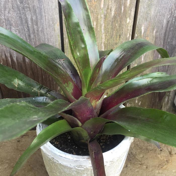 Bromeliad Patches - Neoregelia 'Patches' from Gateway Garden Center