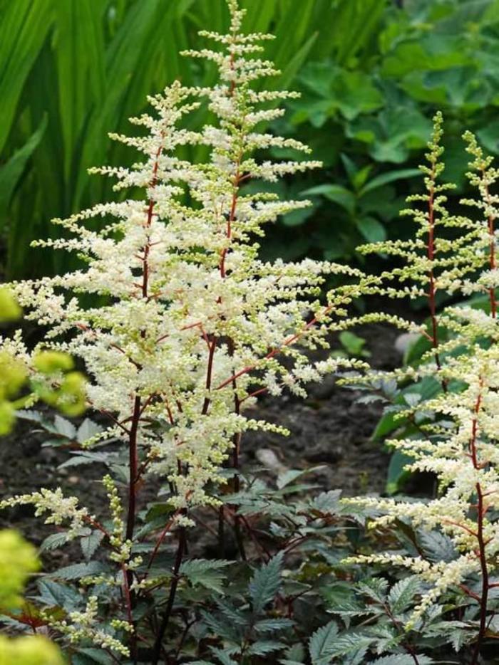 Cappuccino Astilbe - Astilbe x arendsii 'Cappuccino' from Gateway Garden Center