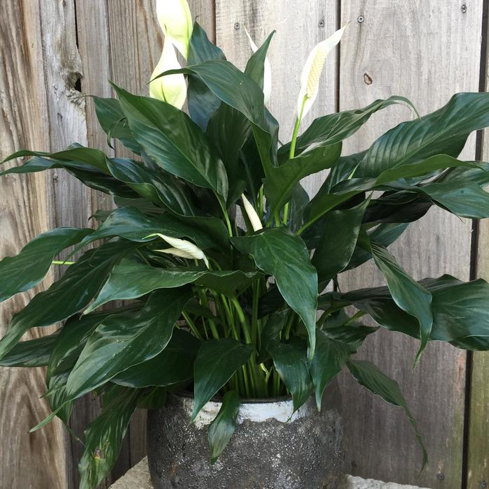 Peace Lily - Spathiphyllum from Gateway Garden Center