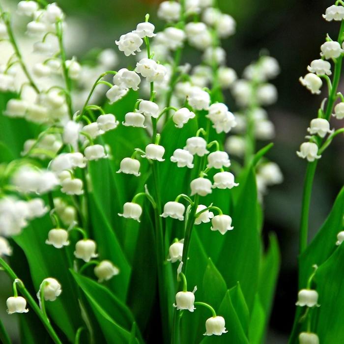 Lily of the Valley - Convallaria majalis from Gateway Garden Center