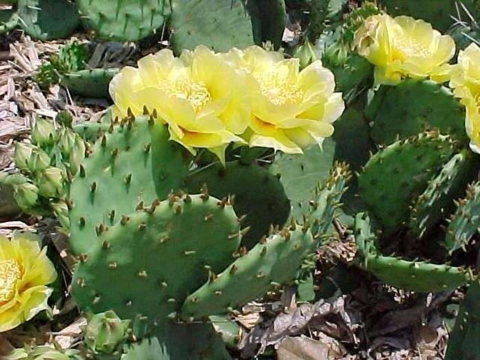 Eastern Prickly Pear Cactus - Opuntia humifusa from Gateway Garden Center