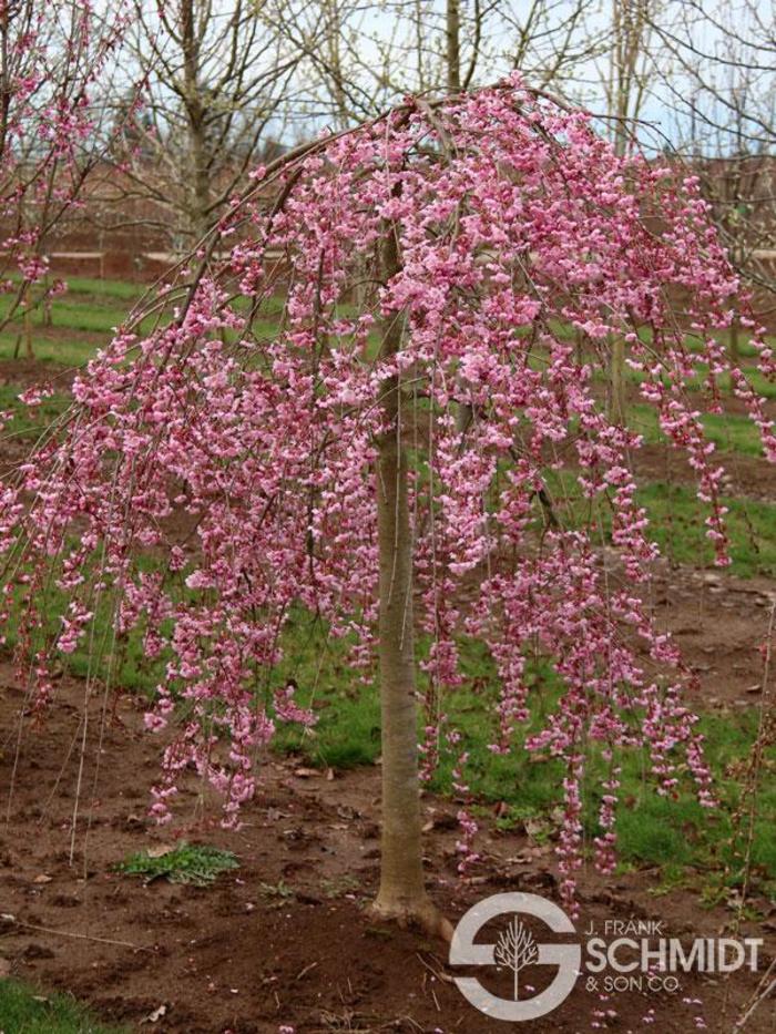'Pink Cascade'® Cherry - Prunus ''Pink Cascade'' from Gateway Garden Center