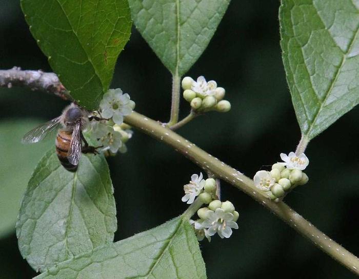 Male Winterberry Holly - Ilex verticillata 'Southern Gentleman' from Gateway Garden Center