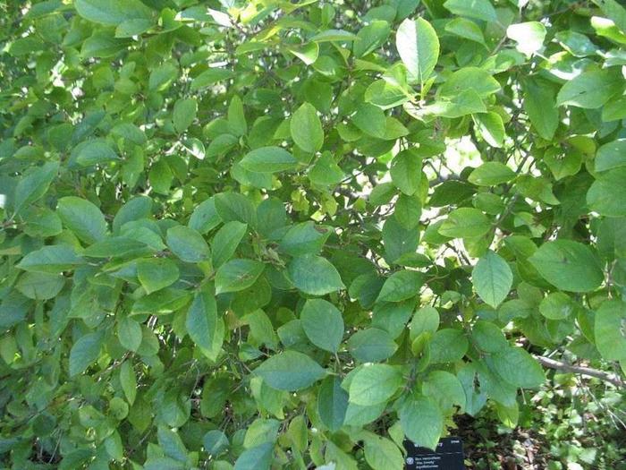 Male Winterberry Holly - Ilex verticillata ''Jim Dandy'' from Gateway Garden Center