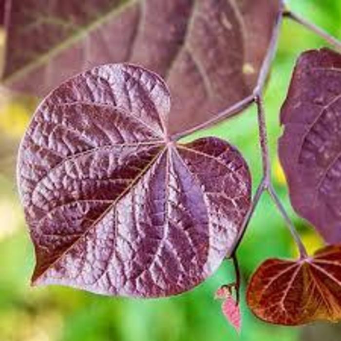 Redbud 'Black Pearl' - Cercis canadensis ''Black Pearl'' from Gateway Garden Center