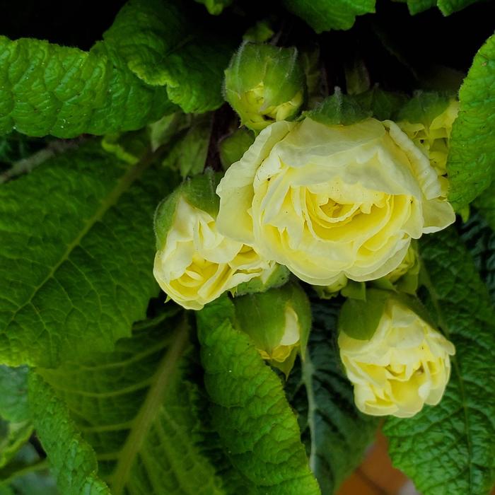 Primrose Belarina® 'Cream' - Primula vulgaris 'Belarina® 'Cream'' from Gateway Garden Center