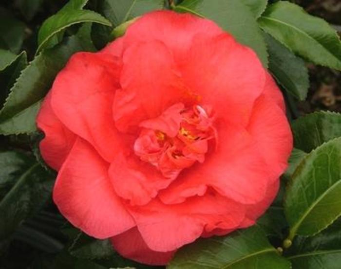 April Rose Camellia - Camellia japonica ''April Rose'' from Gateway Garden Center