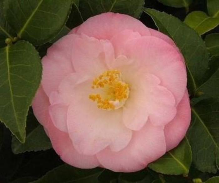 Spring Blooming Camellia - Camellia Japonica 'April Remembered' from Gateway Garden Center