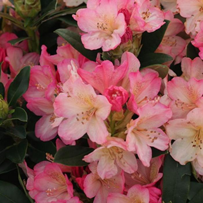 Percy Wiseman Rhododendron - Rhododendron Yakushimanum 'Percy Wiseman' from Gateway Garden Center