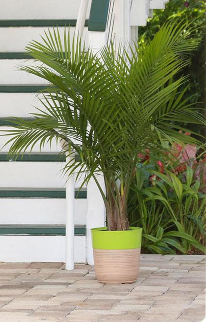 Majesty Palm - Ravenea rivularis from Gateway Garden Center