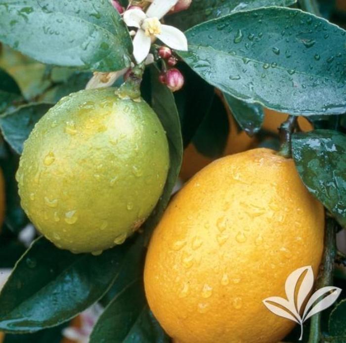 Meyer Lemon Tree - Citrus limon 'Meyer' from Gateway Garden Center