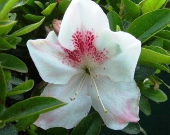 Gyokushin Azalea - Rhododendron satsuki 'Gyokushin' from Gateway Garden Center