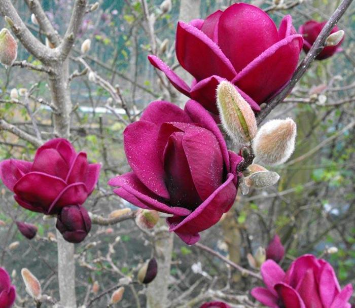 Magnolia - Magnolia soulangeana x liliflora 'Genie' from Gateway Garden Center